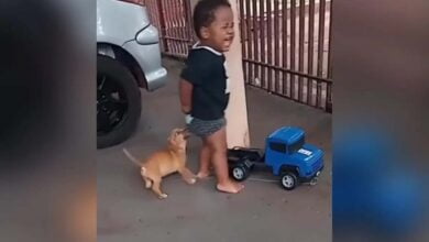 viral video
