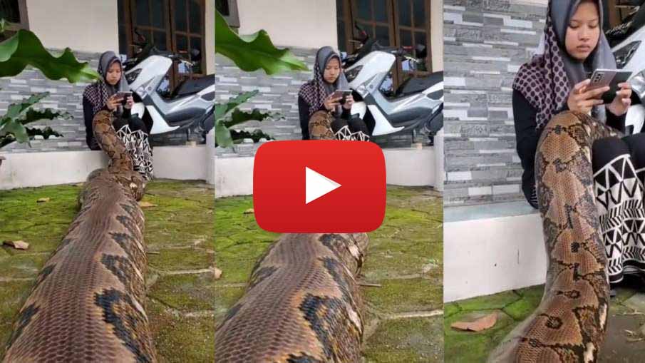 सांप का Viral Video आप भी देखें, लड़की की गोद में अजगर देख रोमटे हो जायगे खड़े 1 सांप का Viral Video