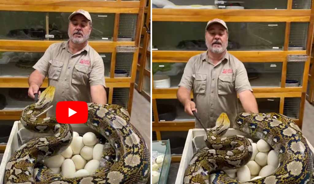 रोंगटें खड़े कर देगा Snake Videos, Python ने जबड़ा खोलकर शख्स के चेहरे पर किया अटैक और फिर... 1 Snake Videos