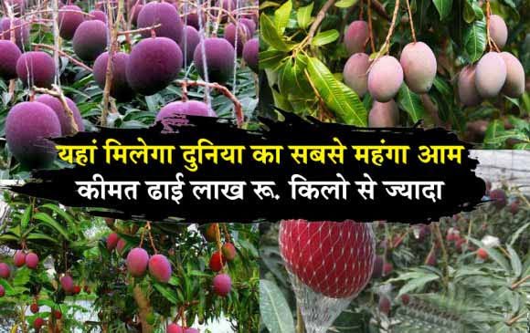 Expensive Mango: किसान ने उगाया एक ऐसा आम जिसकी कीमत 18800 रुपये 1 Expensive Mango Expensive Mango: किसान ने उगाया एक ऐसा आम जिसकी कीमत 18800 रुपये
