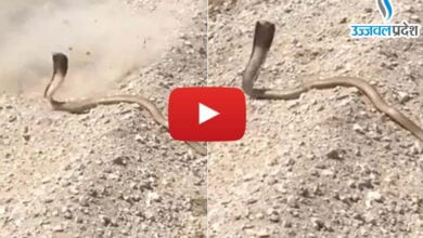 Snake Viral Video