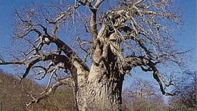 khusrani tree MP News: मांडू की धरोहर खुरासानी इमली के पेड़ों का काटा जा रहा, ग्रामीणों में रोष