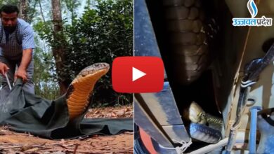 King Cobra Viral Video