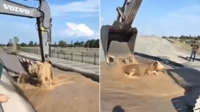 Viral Video