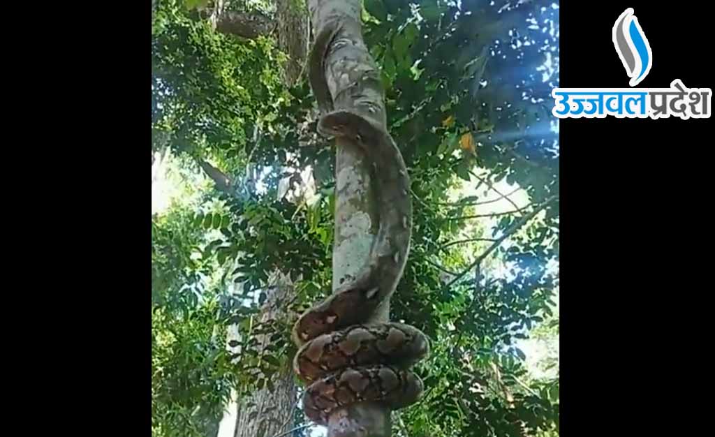 Viral Video: कैमरे में कैद हुआ सांप का हैरतअंगेज कारनामा, फुर्ती देख छूटे लोगों के पसीने 1 Viral Video Snake