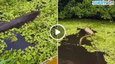 snake Viral Video