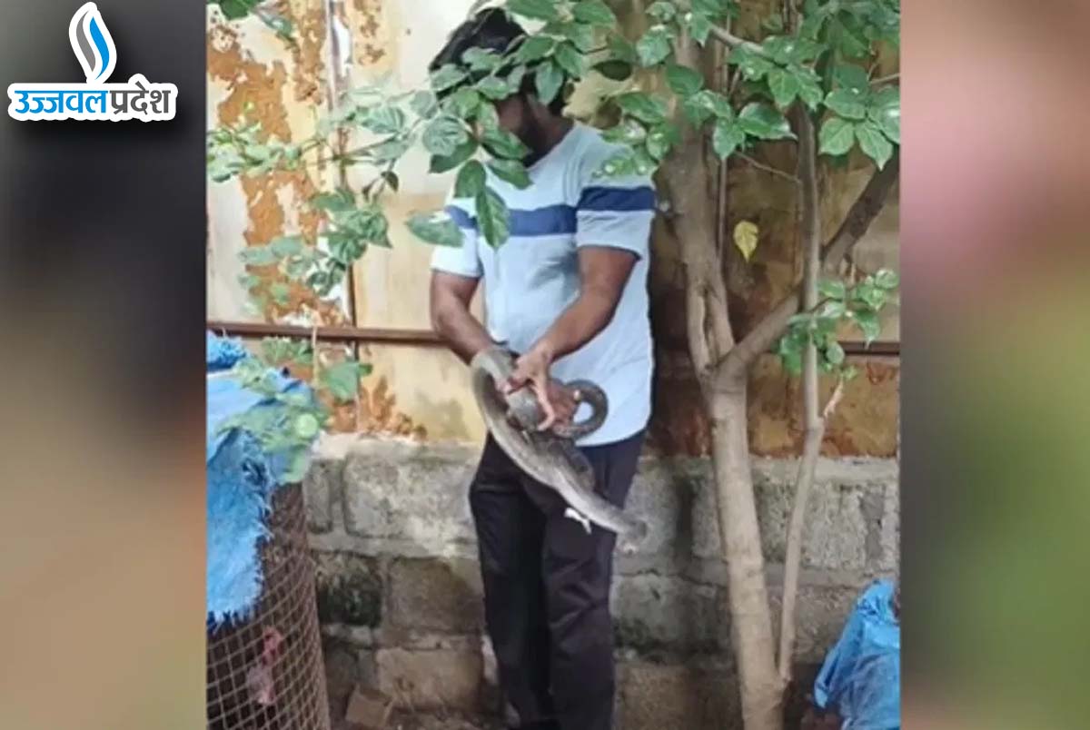 Viral Video Snake