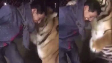hamla Ajab Gajab Video: जब एक शख्स पर बाघ ने कर दिया हमला, देखें वीडियो