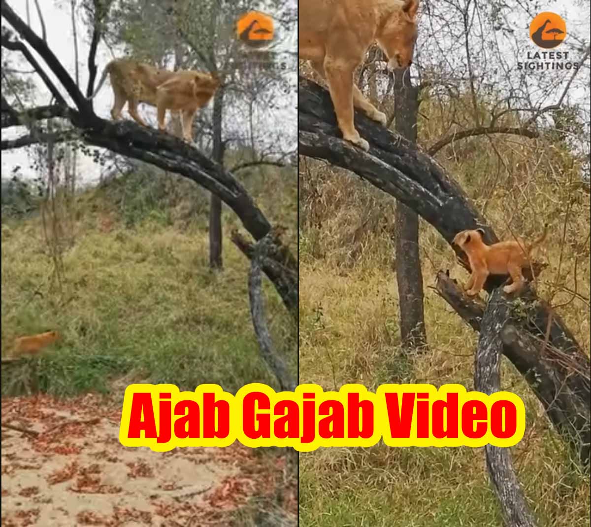 Ajab Gajab: शेरनी ने अपने 4 बच्चों को सिखाया पेड़ पर चढ़ना, देखें वीडियो... 1 Ajab Gajab Video