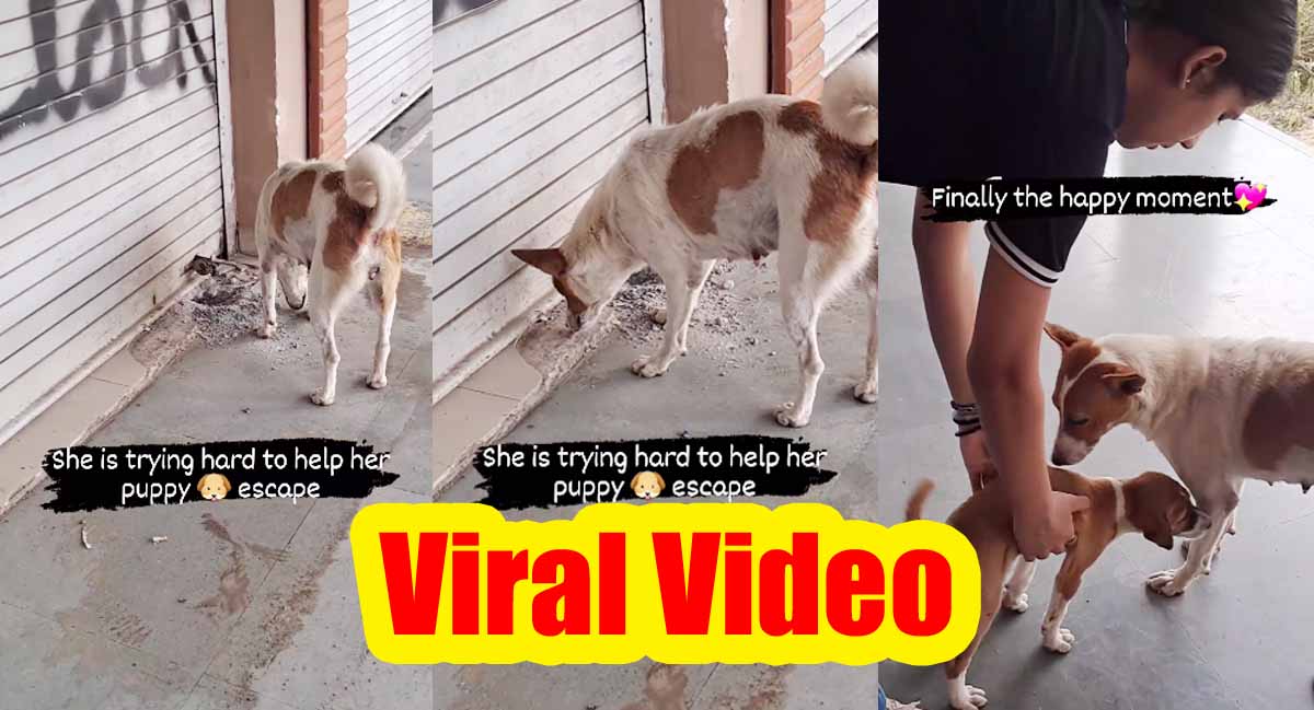 Viral Video: कुत्ते का बच्चा रह गया दुकान के अंदर, रो रही थी मां, देखें वीडियो... 1 Viral Video On Dog