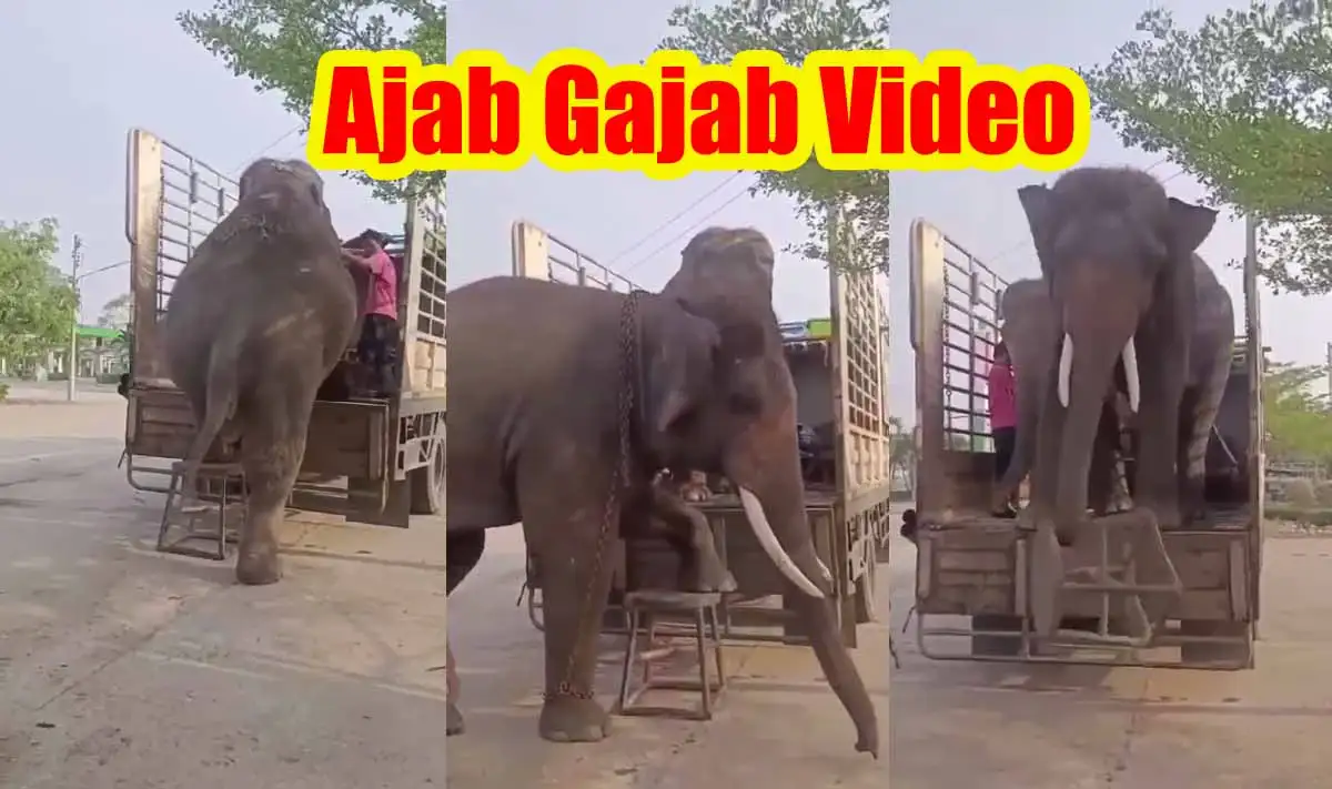 Ajab Gajab: स्टूल पर खड़े होकर हाथी चढ़ गए टेम्पो पर, देखें वायरल वीडियो 1 Ajab Gajab Video