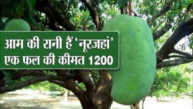 Noorjahan mango