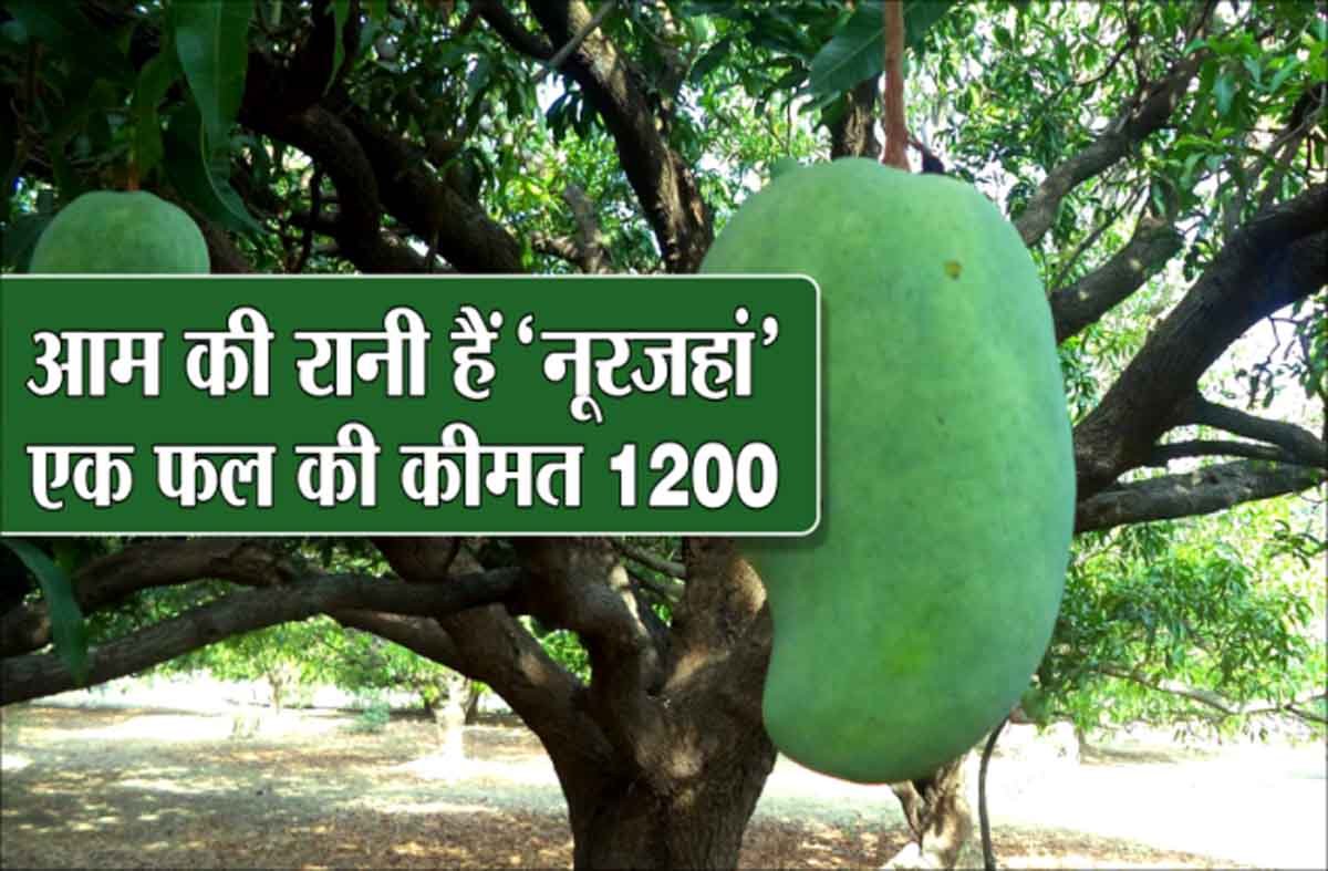 Noorjahan: दुर्लभ आम के बचे सिर्फ 10 पेड़, MP सरकार चिंतित 1 Noorjahan mango