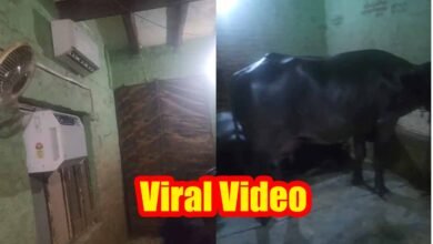 Viral Video