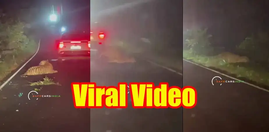 Viral Video: तेज रफ्तार कार ने मारी बाघ को टक्कर, घसीटते दिखा बेजुबान, देखें वायरल वीडियो 1 Viral Video in Tiger