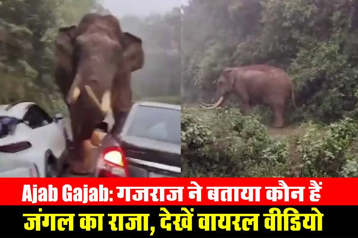 Ajab Gajab: गजराज ने बताया कौन हैं जंगल का राजा, देखें वायरल वीडियो 1 Ajab Gajab in Elephant