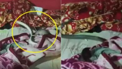 Snake Viral Video