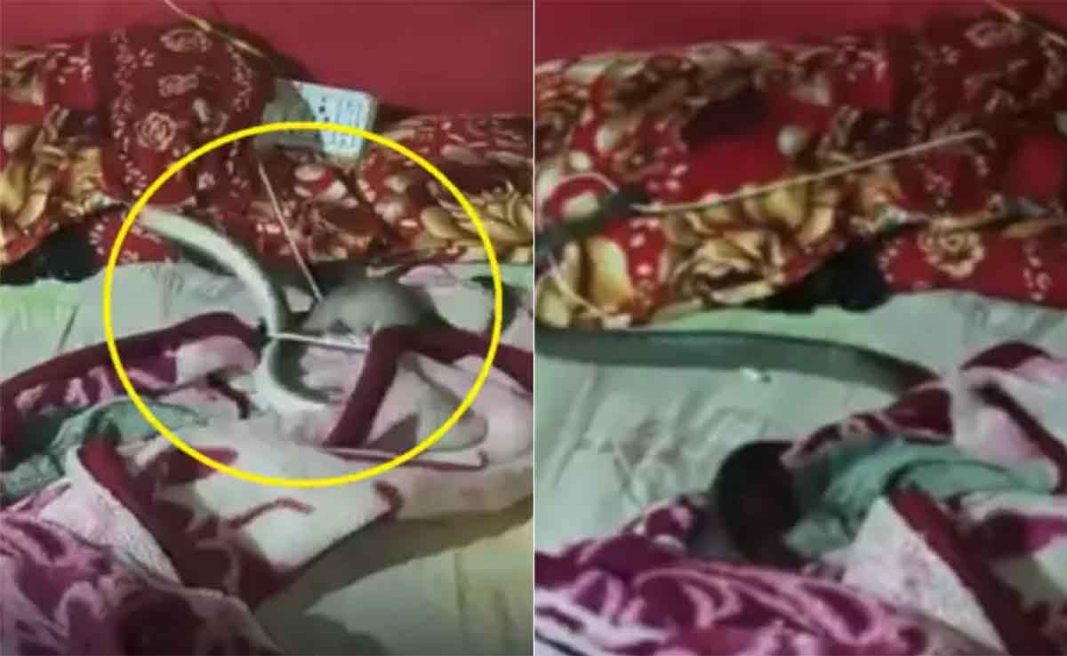 मोबाइल चार्जर को मुंह में दबा बिस्तर पर रेंगता दिखा Snake, Viral Video देख उड़े होश 1 Snake Viral Video