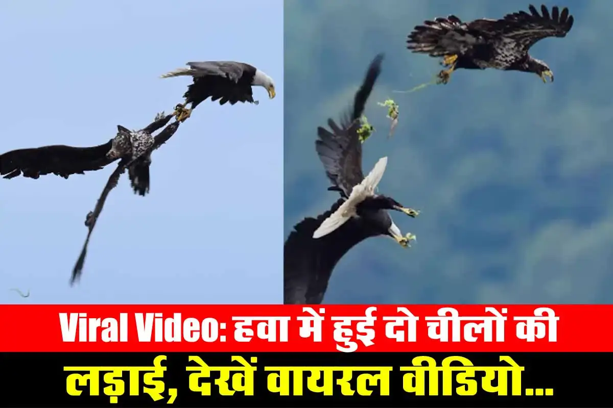 Viral Video: हवा में हुई दो चीलों की लड़ाई, देखें वायरल वीडियो... 1 Viral Video in cheel