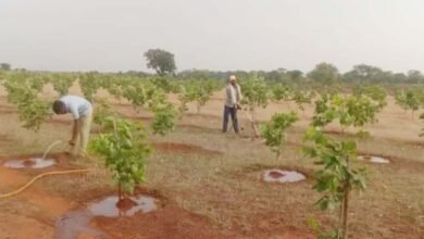 ped CG News: महावृक्षारोपण अभियान के तहत मार्च 2025 तक 140 करोड़ वृक्षों का किया जाएगा रोपण