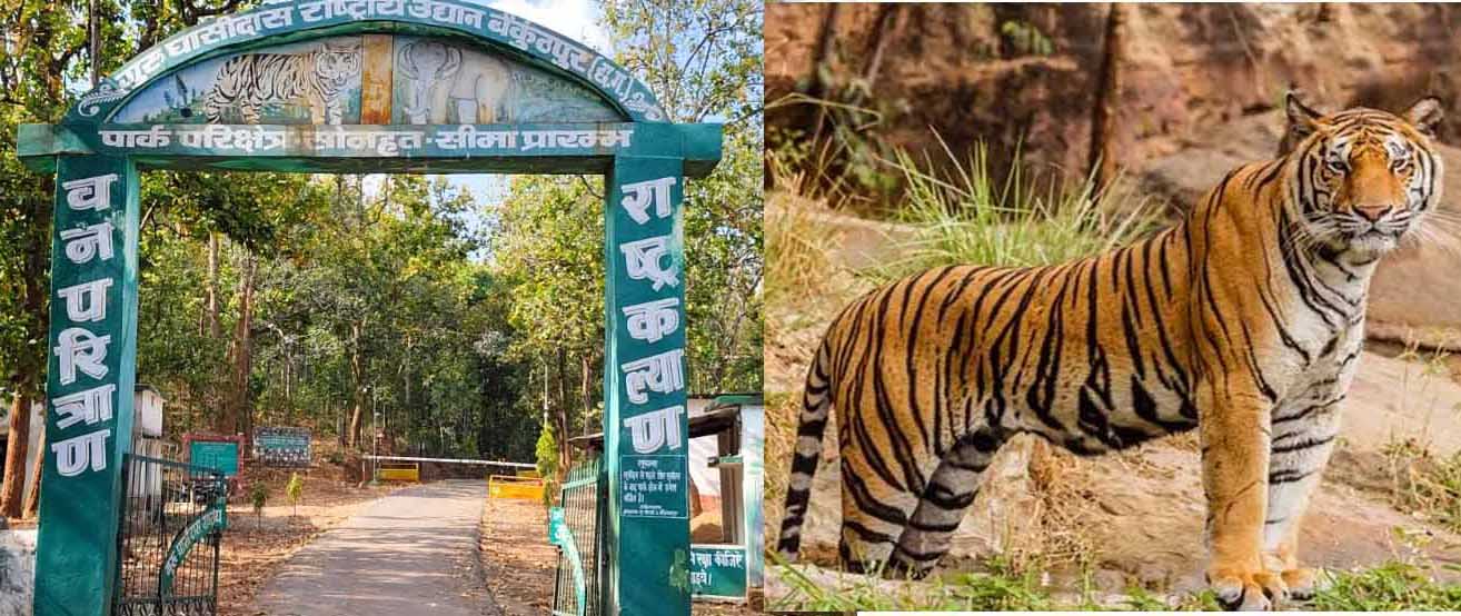 CG News : छत्तीसगढ़ का गुरुघासीदास – तमोर पिंगला टाइगर रिजर्व देश का तीसरा बड़ा टाइगर रिजर्व होगा 1 tiger reserve CG News : छत्तीसगढ़ का गुरुघासीदास – तमोर पिंगला टाइगर रिजर्व देश का तीसरा बड़ा टाइगर रिजर्व होगा