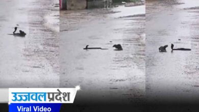 Snake Viral Video