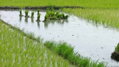 5A 15 खरीफ विपणन वर्ष 2024-25 में समर्थन मूल्य पर धान उपार्जन हेतु किसान पंजीयन की तिथि में वृद्धि