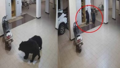 Bear2 CCTV में कैद हुआ अपार्टमेंट में घुसा भालू, लिफ्ट खोलने की भी की कोशिश
