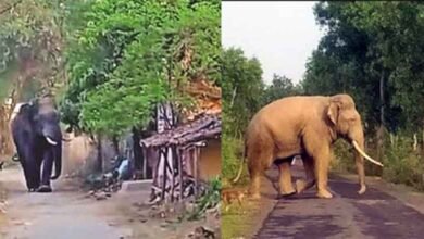 Chhattisgarh 05 1 25 छत्तीसगढ़-रायगढ़ में हाथी के हमले में एक की मौत, डर के साये में गुजरी ग्रामीणों की रात