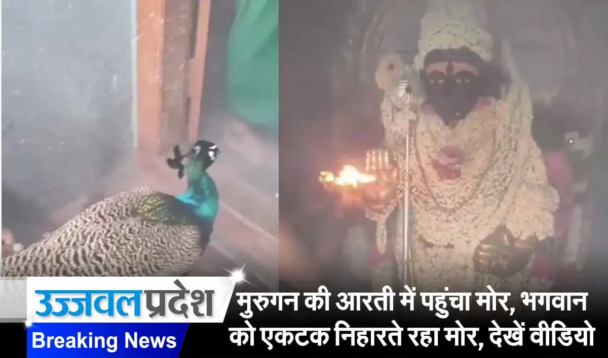 मुरुगन की आरती में पहुंचा मोर, भगवान को एकटक निहारते रहा मोर, देखें वीडियो 1 Murugan And Peacock