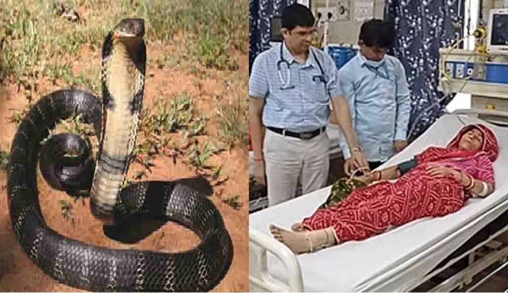राजस्थान-करौली में सांप ने फिर एक महिला को डसा, एक माह में सात ज्यादा लोग हुए शिकार 1 Rajasathan 03 1 राजस्थान-करौली में सांप ने फिर एक महिला को डसा, एक माह में सात ज्यादा लोग हुए शिकार