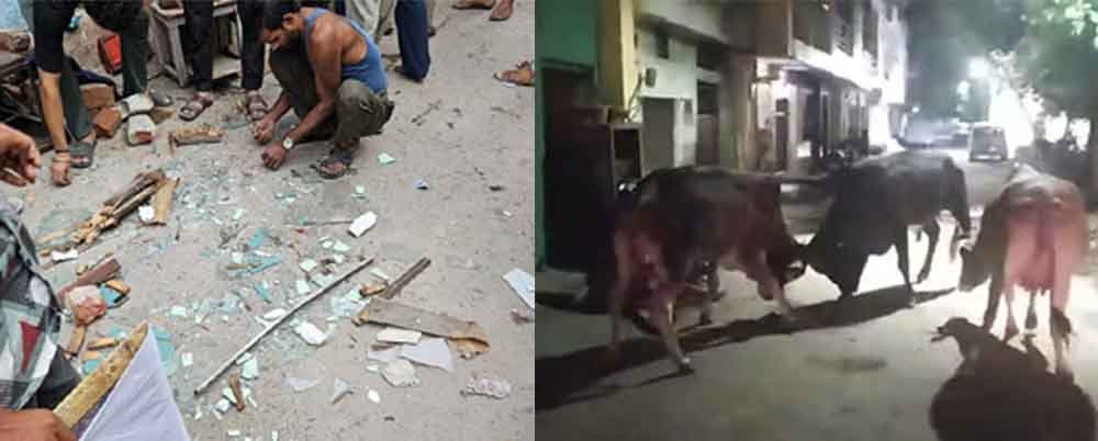 राजस्थान-केकड़ी में आवारा गौवंशों की लड़ाई में एक व्यक्ति घायल, लड़ते-लड़ते दुकान में घुसकर मचाई तबाही 1 Rajasthan 02 1 17 राजस्थान-केकड़ी में आवारा गौवंशों की लड़ाई में एक व्यक्ति घायल, लड़ते-लड़ते दुकान में घुसकर मचाई तबाही
