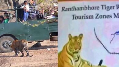Rajasthan 09 1 1 राजस्थान-सवाई माधोपुर के रणथंभौर नेशनल पार्क में बाघ ने किया हमला, टाइगर सफारी का ड्राइवर घायल