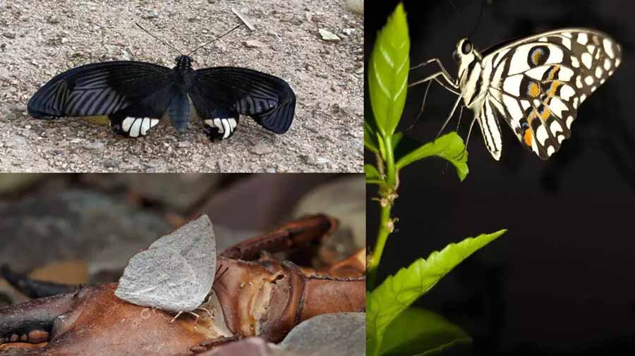 बारनवापारा अभ्यारण्य में 21 से 23 अक्टूबर को बटरफ्लाई मीट का होगा आयोजन 1 buterfly बारनवापारा अभ्यारण्य में 21 से 23 अक्टूबर को बटरफ्लाई मीट का होगा आयोजन