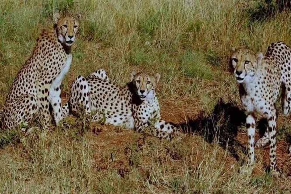 कूनो नेशनल पार्क में बड़े बाड़े से दो-दो करके छोड़े जाएंगे चीते 1 cheetah 33 1 कूनो नेशनल पार्क में बड़े बाड़े से दो-दो करके छोड़े जाएंगे चीते
