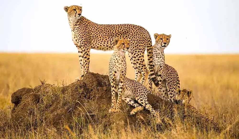 साल के अंत तक गांधीसागर अभयारण्य में आ सकते हैं चीते, तैयारी हुई तेज 1 cheetah 47 1 साल के अंत तक गांधीसागर अभयारण्य में आ सकते हैं चीते, तैयारी हुई तेज