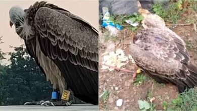 chhattisgarh 04 1 2 छत्तीसगढ़-जगदलपुर में गिद्ध के पैर में लगा मिला कैमरा और जीपीएस, ग्रामीणों में मचा हड़कंप