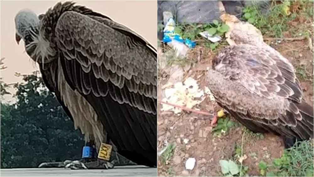 छत्तीसगढ़-जगदलपुर में गिद्ध के पैर में लगा मिला कैमरा और जीपीएस, ग्रामीणों में मचा हड़कंप 1 chhattisgarh 04 1 2 छत्तीसगढ़-जगदलपुर में गिद्ध के पैर में लगा मिला कैमरा और जीपीएस, ग्रामीणों में मचा हड़कंप