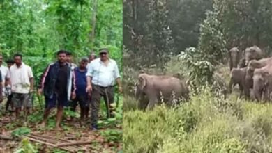 chhattisgarh 07 1 9 छत्तीसगढ़-रायगढ़ में अलग-अलग दलों में घूम रहे 157 हाथी, ग्रामीणों में दहशत