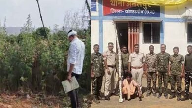 chhattisgarh 09 1 9 छत्तीसगढ़-कोण्डागांव में मक्के की आड़ में गांजे की खेती, पुलिस ने आरोपी को किया गिरफ्तार