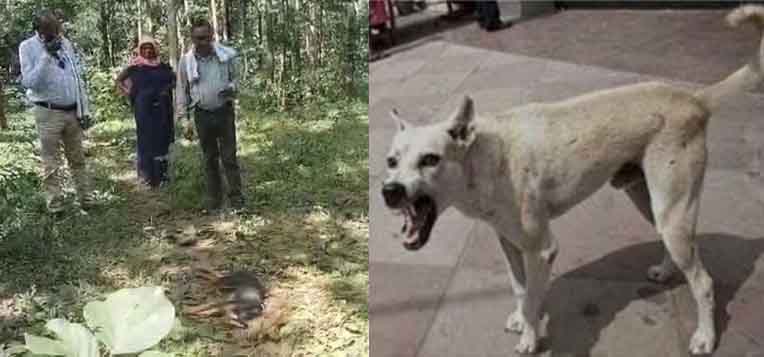 छत्तीसगढ़-बालोद में पागल कुत्ते को ग्रामीणों ने मारा, 3 मासूमों समेत 8 लोगों को काटा था 1 chhattisgarh 12 2 8 छत्तीसगढ़-बालोद में पागल कुत्ते को ग्रामीणों ने मारा, 3 मासूमों समेत 8 लोगों को काटा था