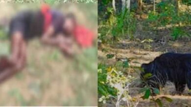 chhattisgarh 13 1 16 छत्तीसगढ़-कोरबा में भालू के हमले में युवक की मौत, बकरी चराते समय पहुंचा था गुफा के पास