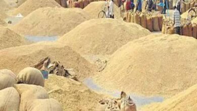 dhan1 2 साय सरकार इस साल धान के अलावा मक्का की भी न्यूनतम समर्थन मूल्य पर करेगी खरीदी