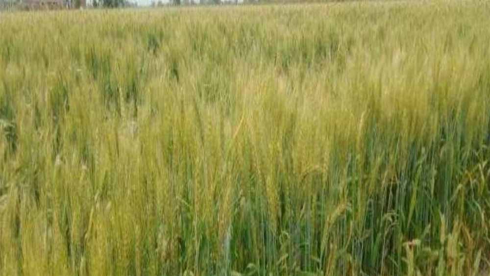 प्रदेश में इस बार मानसून अच्छा होने से इस बार टूटेगा गेहूं की बोवनी का रिकॉर्ड 1 fasal 1 प्रदेश में इस बार मानसून अच्छा होने से इस बार टूटेगा गेहूं की बोवनी का रिकॉर्ड
