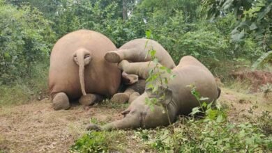 hathi 2 जंगल में विचरण कर रहें हाथियों के झुंड में अचानक टूट कर गिरा 11 केवी बिजली तार अचानक तीन हाथियों की मौत