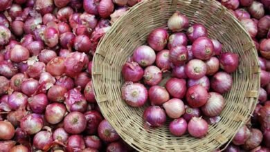 onion 7 4 सरकार भोपाल-इंदौर में ₹35 किलो प्याज बेच रही, रिटेल में 50-60 रुपए पहुंचे रेट