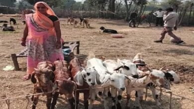 15A 13 संकल्प, सफलता और परम्परा से आधुनिकता की ओर, उन्नत बकरी पालन एक नई शुरूआत