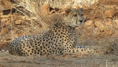 25A 77 Kuno National Park में गुंजी किलकारी, Cheetah निर्वा ने दिया चार शावकों को जन्म