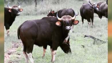 28A 67 सतपुड़ा टाइगर रिजर्व से बांधवगढ़ लाये जायेंगे 50 बायसन, बायसन की हेल्दी पॉपुलेशन बढ़ाने के लिए बड़ा कदम उठाने का फैसला