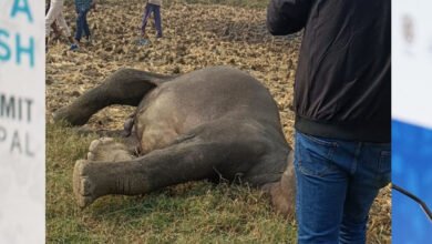 29A 53 मैहर के गांव में हाईटेंशन तार में फंसकर हाथी की मौत, सप्लाई बंद की, लेकिन जा चुकी थी जान